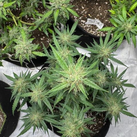 Sour Diesel Auto #1 growlog timeline photo
