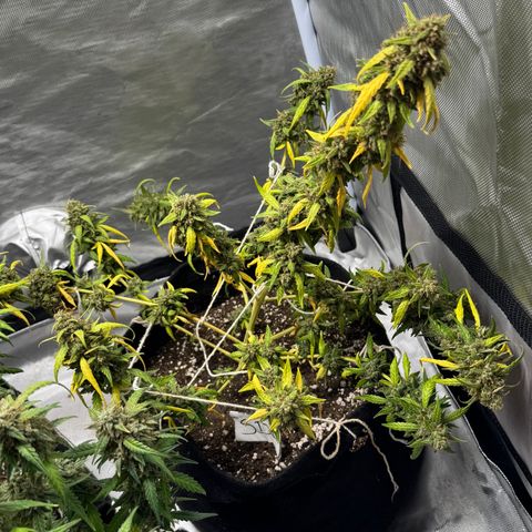 Sour Diesel Auto #2 growlog timeline photo
