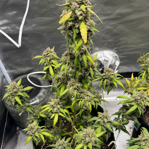Bruce Banner Auto #1 growlog timeline photo