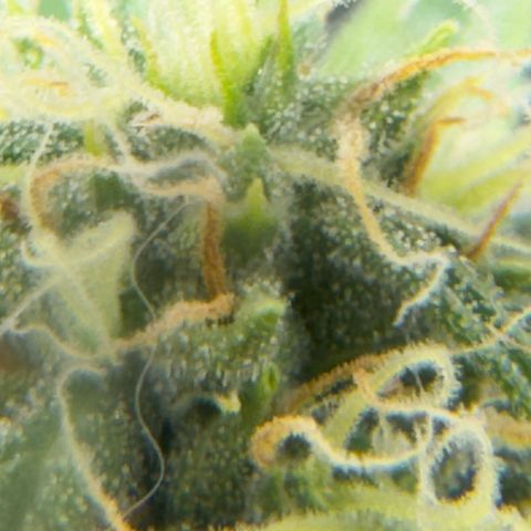 Sour Diesel Auto #2 growlog timeline photo