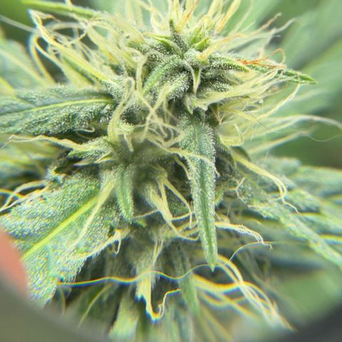 Sour Diesel Auto #1 growlog timeline photo