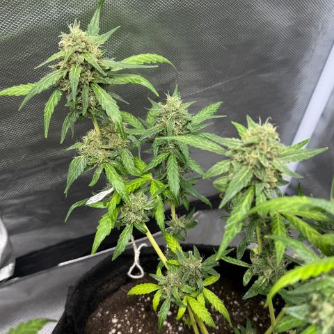Sour Diesel Auto #2 growlog timeline photo