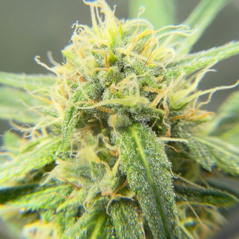 Sour Diesel Auto #2 growlog timeline photo