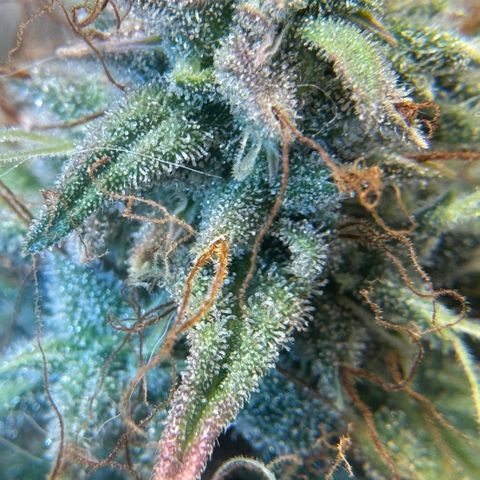 Sour Diesel Auto #1 growlog timeline photo