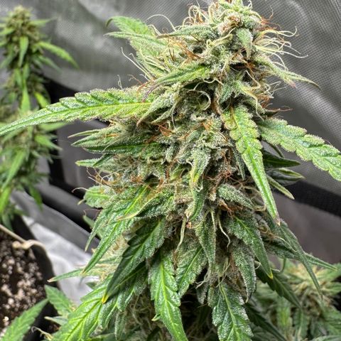 Sour Diesel Auto #1 growlog timeline photo