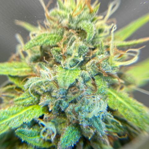 Sour Diesel Auto #2 growlog timeline photo