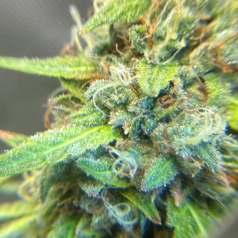 Sour Diesel Auto #2 growlog timeline photo