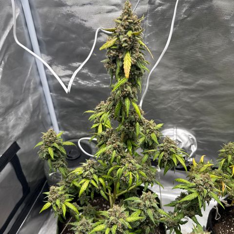 Bruce Banner Auto #1 growlog timeline photo
