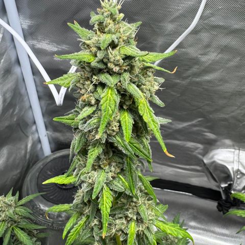 Bruce Banner Auto #1 growlog timeline photo