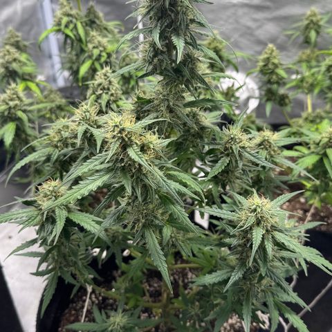 Sour Diesel Auto #1 growlog timeline photo