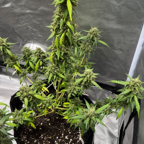 Sour Diesel Auto #2 growlog timeline photo