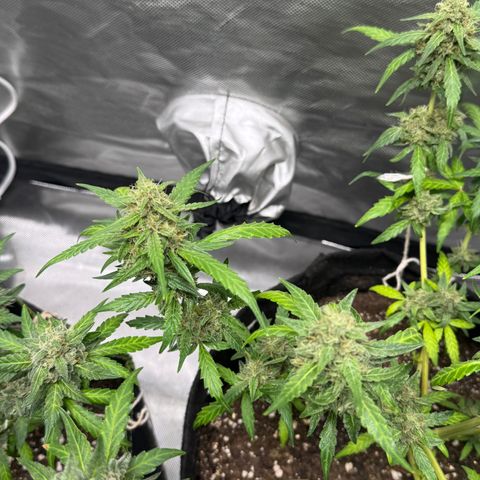 Sour Diesel Auto #2 growlog timeline photo