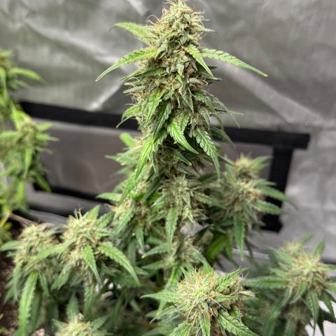 Sour Diesel Auto #1 growlog timeline photo