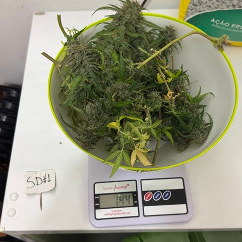 Sour Diesel Auto #1 growlog timeline photo