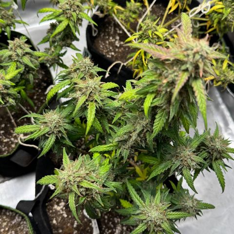 Sour Diesel Auto #1 growlog timeline photo