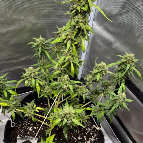 Sour Diesel Auto #2 growlog timeline photo