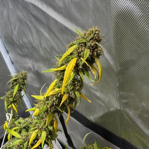 Sour Diesel Auto #2 growlog timeline photo