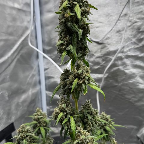 Bruce Banner Auto #1 growlog timeline photo