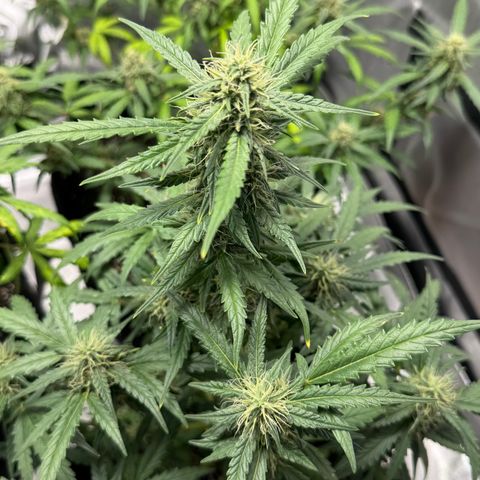 Sour Diesel Auto #1 growlog timeline photo