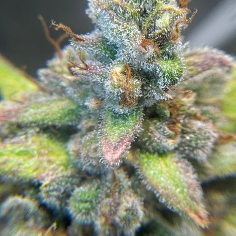 Bruce Banner Auto #1 growlog timeline photo