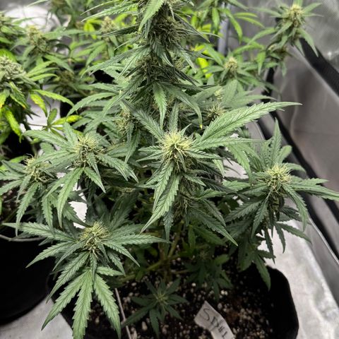 Sour Diesel Auto #1 growlog timeline photo