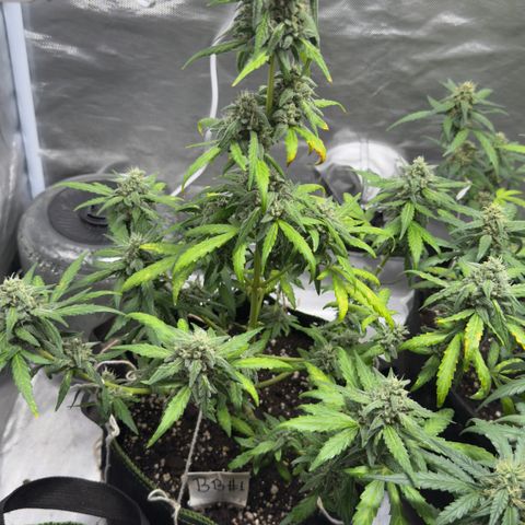 Bruce Banner Auto #1 growlog timeline photo