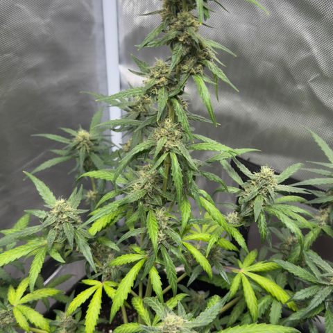Sour Diesel Auto #2 growlog timeline photo