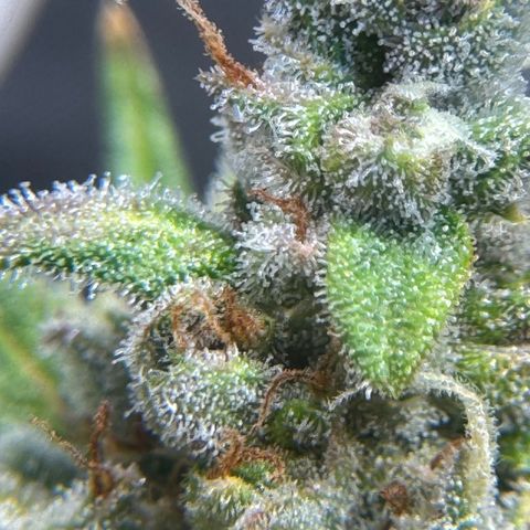 Bruce Banner Auto #1 growlog timeline photo