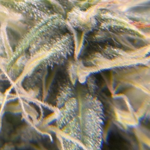 Sour Diesel Auto #1 growlog timeline photo