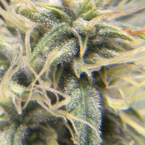 Sour Diesel Auto #1 growlog timeline photo