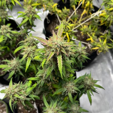 Sour Diesel Auto #1 growlog timeline photo