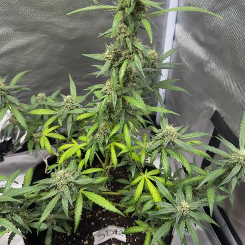 Sour Diesel Auto #2 growlog timeline photo