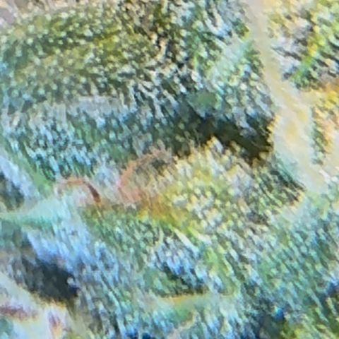 Bruce Banner Auto #1 growlog timeline photo