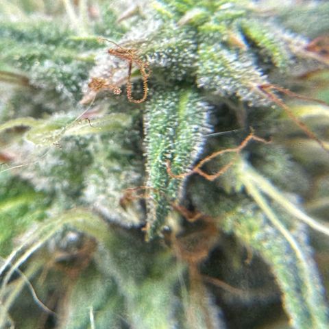 Sour Diesel Auto #1 growlog timeline photo