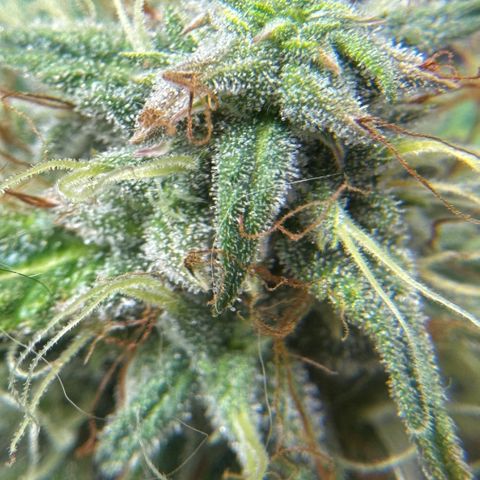 Sour Diesel Auto #1 growlog timeline photo