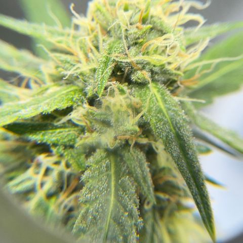 Sour Diesel Auto #2 growlog timeline photo
