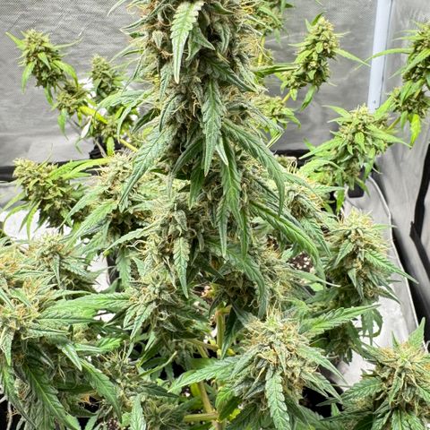 Sour Diesel Auto #1 growlog timeline photo