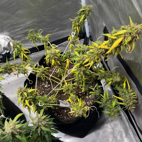 Sour Diesel Auto #2 growlog timeline photo