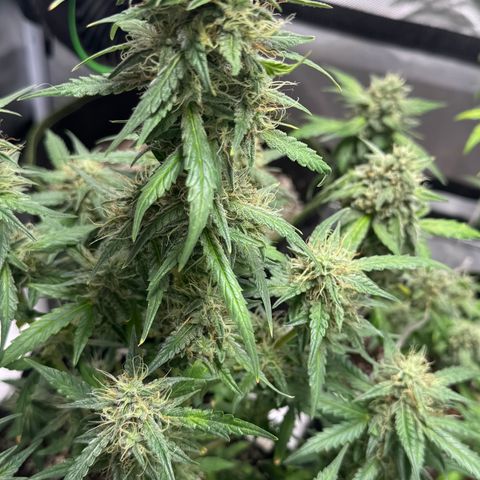 Sour Diesel Auto #1 growlog timeline photo