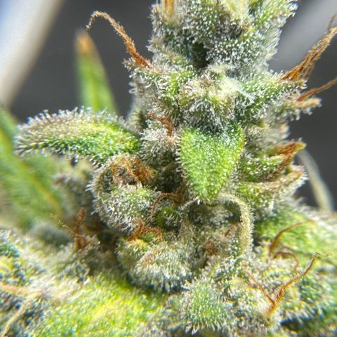 Bruce Banner Auto #1 growlog timeline photo