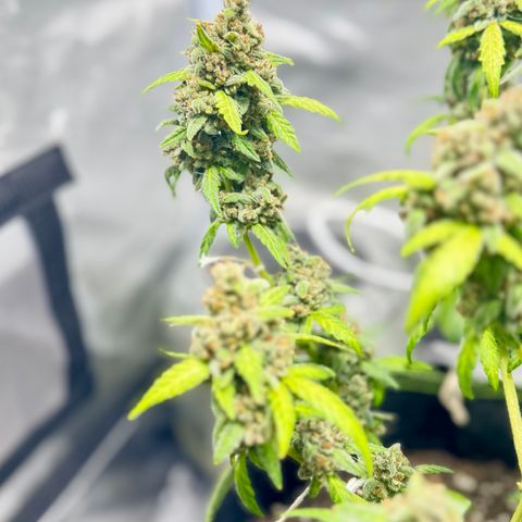 Bruce Banner Auto #1 growlog timeline photo