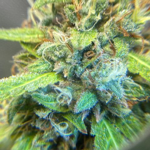 Sour Diesel Auto #2 growlog timeline photo