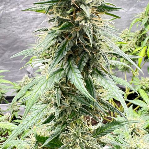 Sour Diesel Auto #1 growlog timeline photo