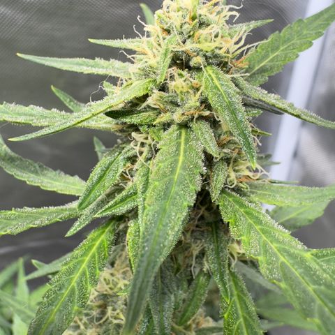 Sour Diesel Auto #2 growlog timeline photo