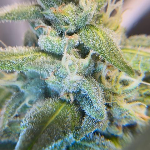 Bruce Banner Auto #1 growlog timeline photo
