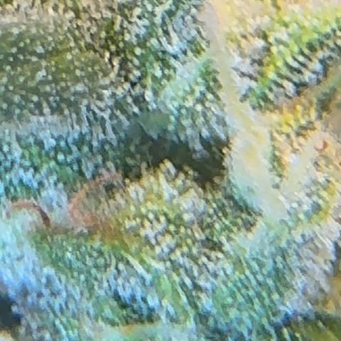 Bruce Banner Auto #1 growlog timeline photo