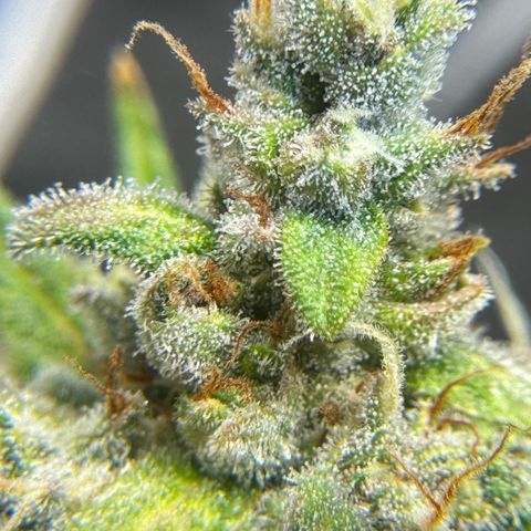 Bruce Banner Auto #1 growlog timeline photo