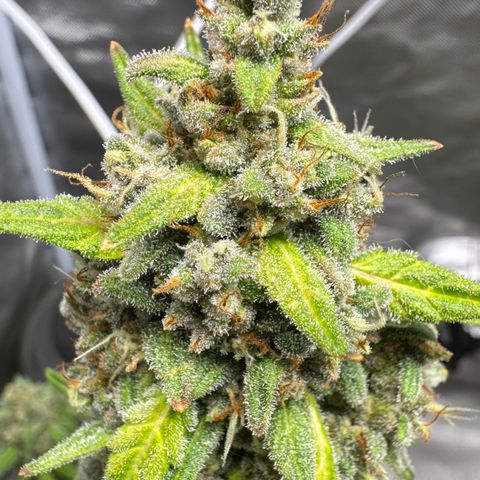 Bruce Banner Auto #1 growlog timeline photo