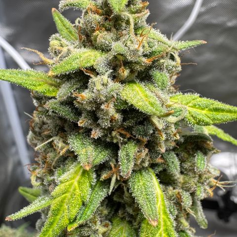 Bruce Banner Auto #1 growlog timeline photo