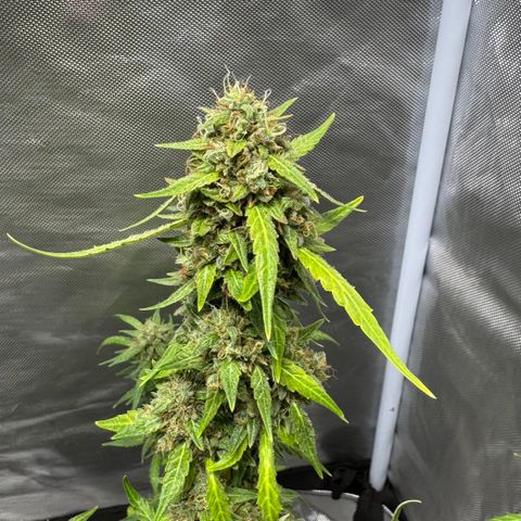 Sour Diesel Auto #2 growlog timeline photo
